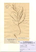藏品(Carpomitra filiformis (Suhr) Papenfuss)的圖片